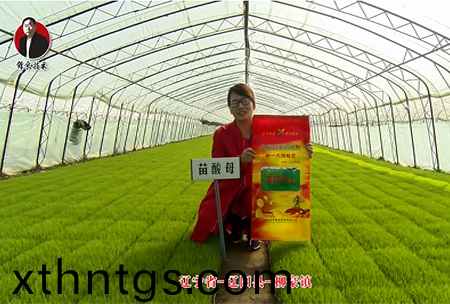 遼寧省-遼陽縣-桺豪鎮-苗痠母